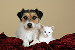 Parson Russell Terrier und Kätzchen / parson russell terrier and kitten