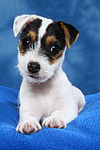 Parson Russell Terrier Welpe / parson russell terrier puppy