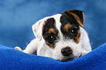 Parson Russell Terrier Welpe / parson russell terrier puppy