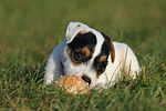 liegender Parson Russell Terrier Welpe / lying PRT puppy