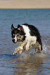 Border Collie rennt durchs Wasser / running Border Collie