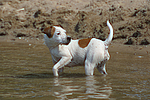 Parson Russell Terrier