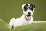 liegender Parson Russell Terrier Welpe / lying PRT puppy