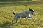 Parson Russell Terrier