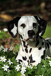 Dalmatiner / dalmatian