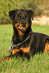 Rottweiler