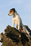 Parson Russell Terrier