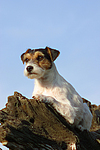 Parson Russell Terrier