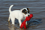 Parson Russell Terrier Welpe / parson russell terrier puppy