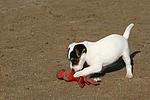 Parson Russell Terrier Welpe / parson russell terrier puppy