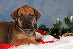 Rhodesian Ridgeback Welpe / rhodesian ridgeback puppy