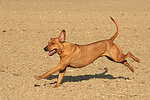 Rhodesian Ridgeback