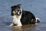 Border Collie liegt im Wasser / Border Collie lying in water