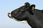 Rind Portrait / cattle portrait