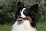 hechelnder Papillon / panting Papillon