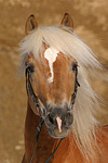 Haflinger Portrait / haflinger horse portrait