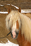 Haflinger Portrait / haflinger horse portrait