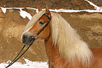 Haflinger Portrait / haflinger horse portrait