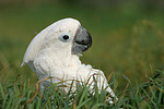 Kakadu im Gras / cockatoo in grass