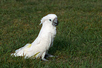 Kakadu im Gras / cockatoo in grass