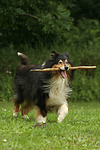 spielender Langhaarcollie / playing longhaired collie