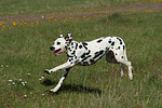 Dalmatiner / dalmatian