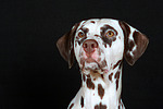 Dalmatiner / dalmatian