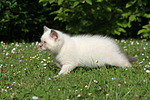 Britisch Kurzhaar Kätzchen / british shorthair kitten