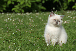 Britisch Kurzhaar Kätzchen / british shorthair kitten