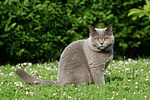 Britisch Kurzhaar / british shorthair