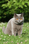 Britisch Kurzhaar / british shorthair