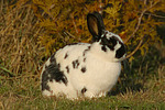 Englische Schecke / rabbit