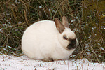 Zwergkaninchen / dwarf rabbit