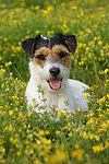 Parson Russell Terrier