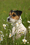 Parson Russell Terrier