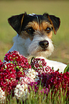 Parson Russell Terrier