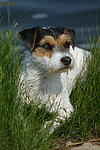 Parson Russell Terrier