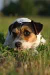 Parson Russell Terrier