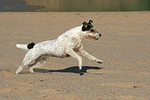 rennender Parson Russell Terrier / running PRT