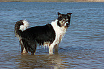 Border Collie steht im Wasser / bathing Border Collie