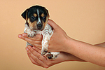 Jack Russell Terrier Welpe / jack russell terrier puppy