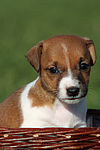 Jack Russell Terrier Welpe / jack russell terrier puppy