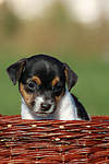 Jack Russell Terrier Welpe / jack russell terrier puppy