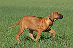 Rhodesian Ridgeback Welpe / rhodesian ridgeback puppy