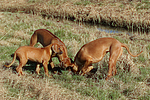 Rhodesian Ridgebacks