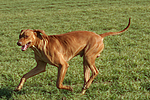 rennender Rhodesian Ridgeback / running Rhodesian Ridgeback