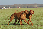 Rhodesian Ridgebacks