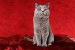 Britisch Kurzhaar / british shorthair