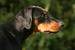 Dobermann / doberman pinscher