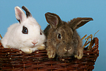 Zwergkaninchen / dwarf rabbits